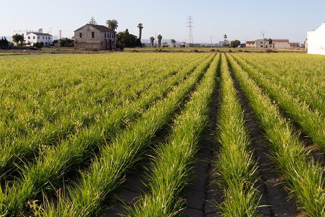 Discovering Valencia - private full day tour - The Journey in Detail: Breaking Down the Itinerary