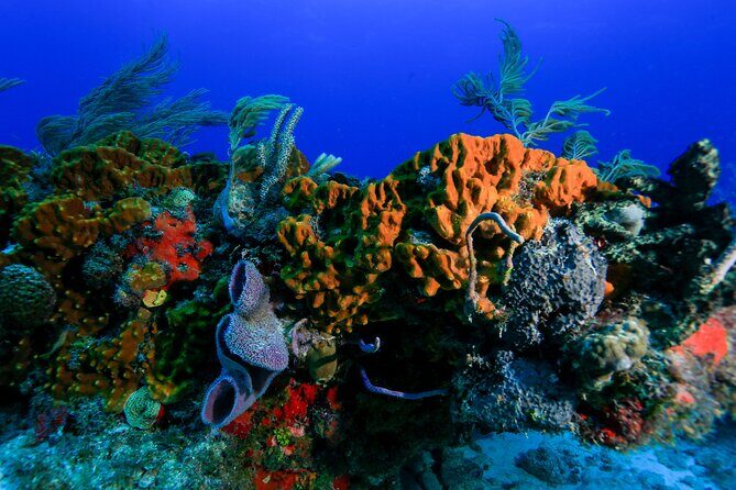 Discovery Scuba Diving !! - Final Thoughts: Is This Tour for You?