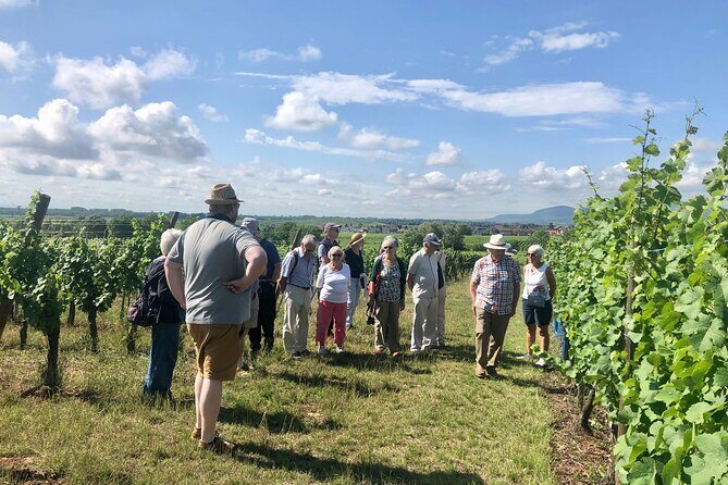 Discovery Vineyard - Introduction