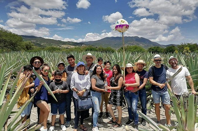 Distillery Tour and Agave Fields by Mal de Amor Mezcal - Final Thoughts: Is This Tour Right for You?