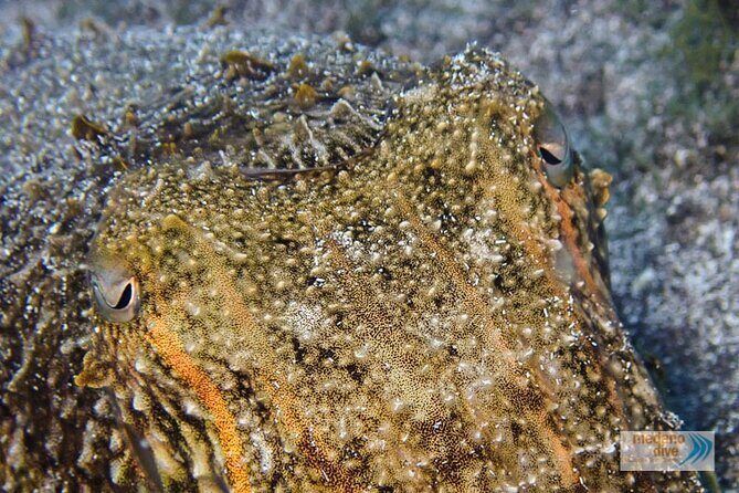 Dive Baptism 1 Dive In Tenerife 3,5h - Key Points