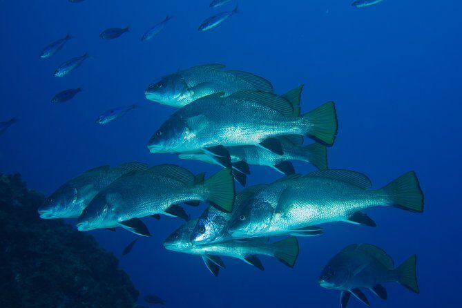 Dive Christening - Final Thoughts: Is This the Right Choice?