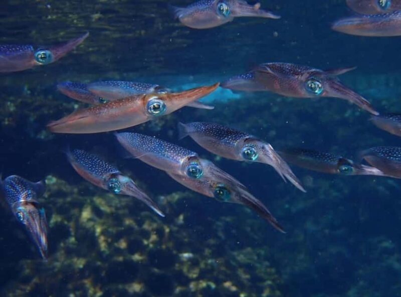 Dive Into Adventure: Beginner Scuba Experience in Rhodes - Who Will Love This?