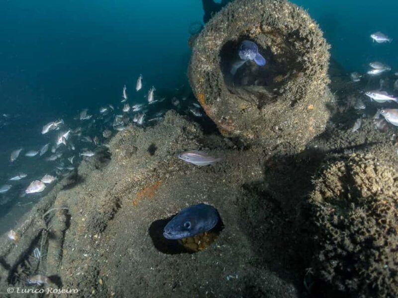 Dive the U-boat 1277 - the Most Iconic Dive in Portugal - What to Expect From the Tour