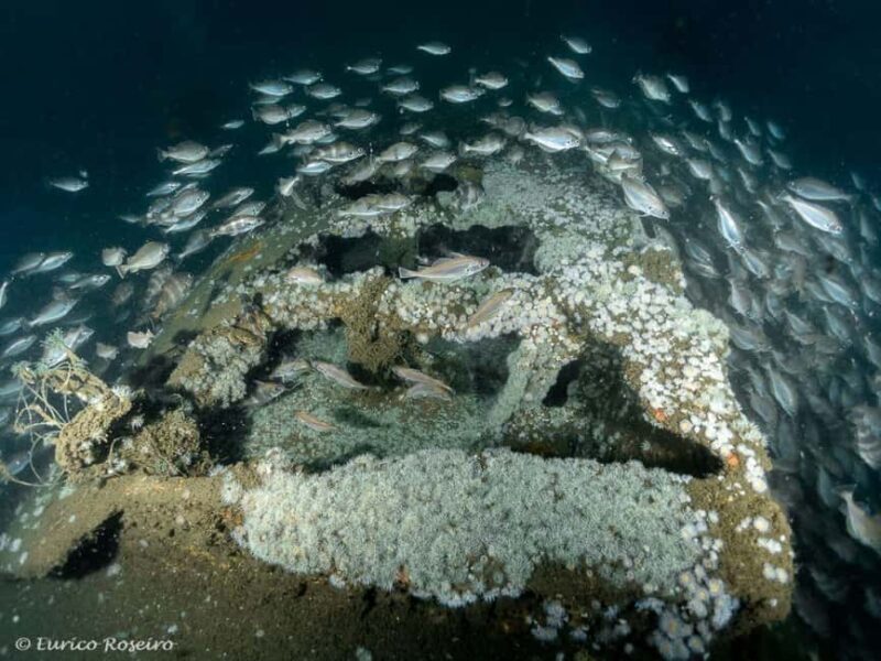 Dive the U-boat 1277 - the Most Iconic Dive in Portugal - The Value and Overall Experience