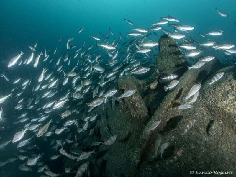 Dive the U-boat 1277 - the Most Iconic Dive in Portugal - Final Thoughts