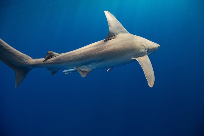 Dive with Sharks in Hawaii: Shark Tour from Haleiwa - What Sets This Tour Apart
