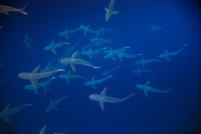 Dive with Sharks in Hawaii: Shark Tour from Haleiwa - Who Will Love This Tour