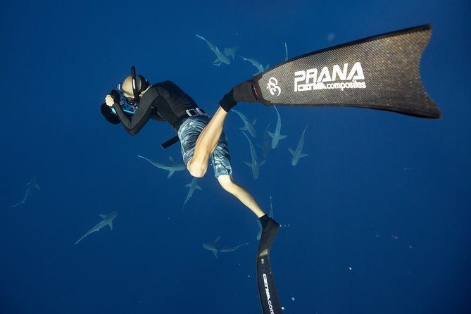 Dive with Sharks in Hawaii: Shark Tour from Haleiwa - Final Thoughts