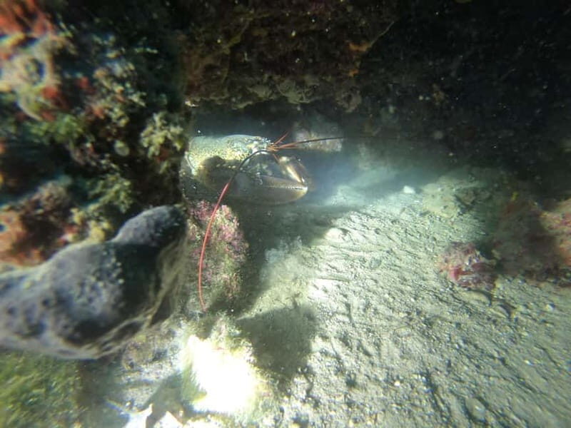Diving - Discovering the Underwater World at Lake Wörthersee and Ressnig