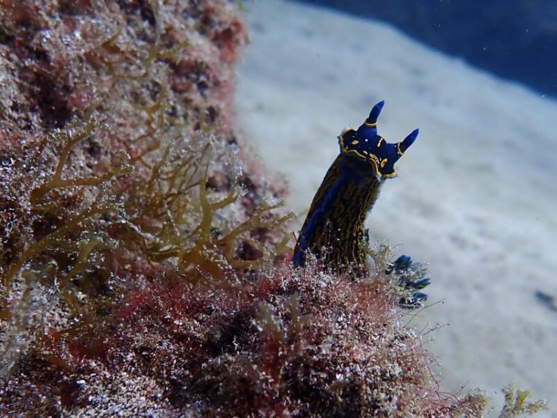 Diving at Lanzarote - 2 guided dives for certified divers - An In-Depth Look at the Lanzarote Diving Experience