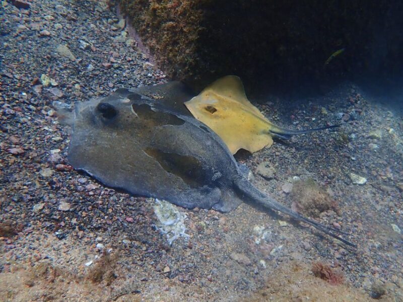 Diving at Lanzarote - 2 guided dives for certified divers - FAQ