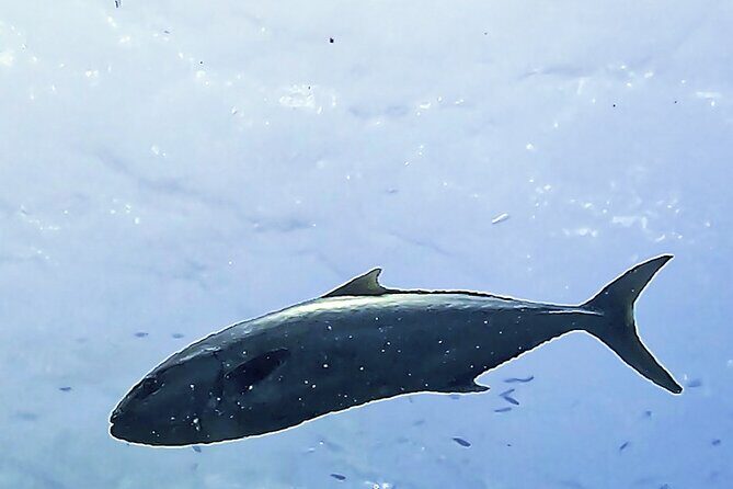 Diving baptism in the Montgrí Natural Park - Practical Details and Considerations