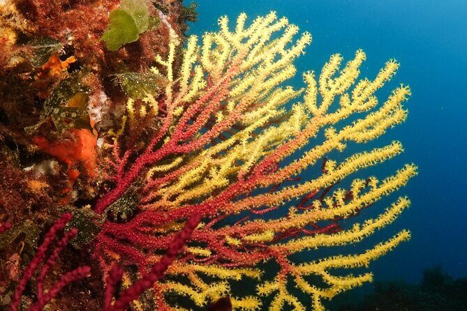 Diving baptism in the Montgrí Natural Park - Frequently Asked Questions