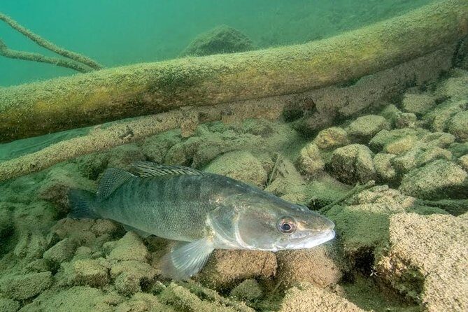 Diving Bled - Why You’ll Love Diving in Lake Bled