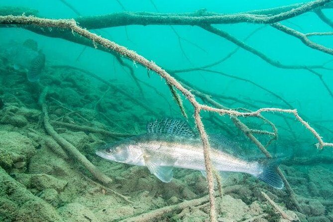 Diving Bled - Authentic Traveler Feedback