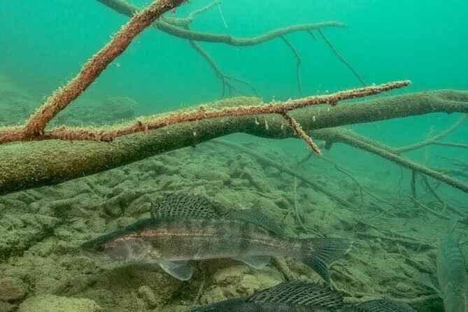 Diving Bled - The Sum Up