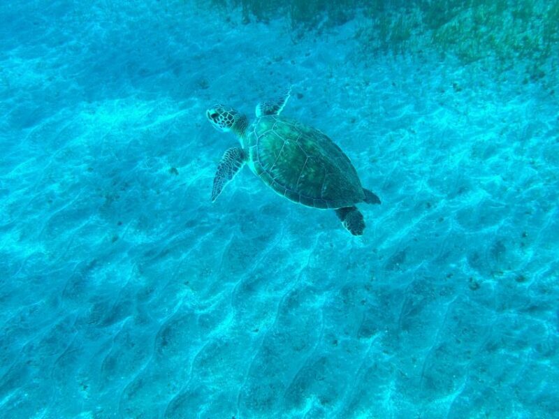 Diving course for beginners in turtle area Tenerife - Authentic Voices and Real Experiences