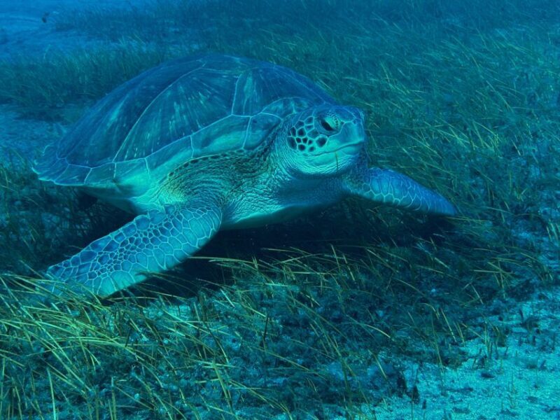 Diving course for beginners in turtle area Tenerife - The Sum Up