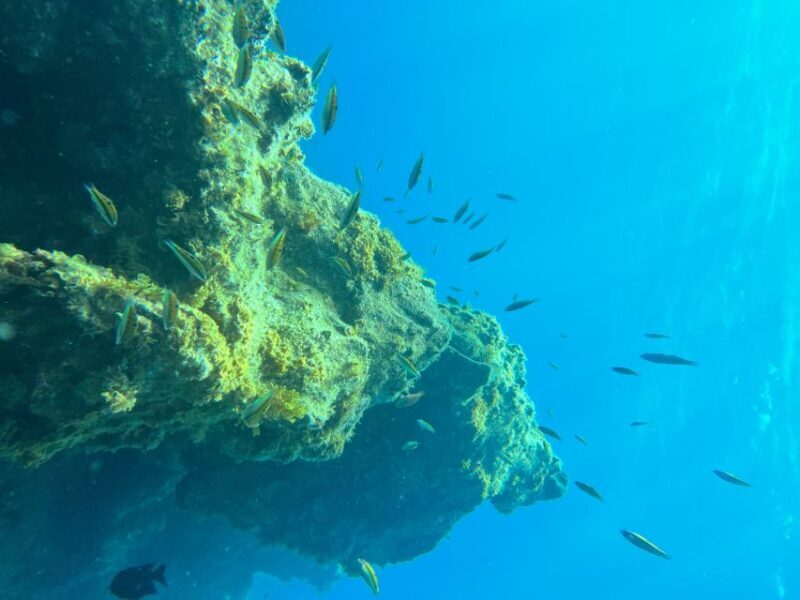Diving course for beginners in turtle area Tenerife - FAQ