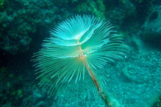 Diving day tour with 2 dives - What You Can Expect from the Tour