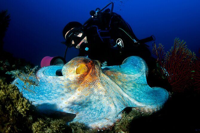 Diving day tour with 2 dives - The Sum Up