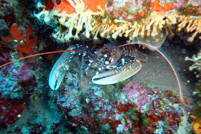 Diving day tour with 2 dives - FAQ