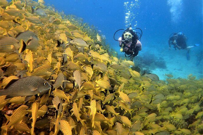 Diving in Cancun Underwater Museum of Art - What’s Included and What’s Not