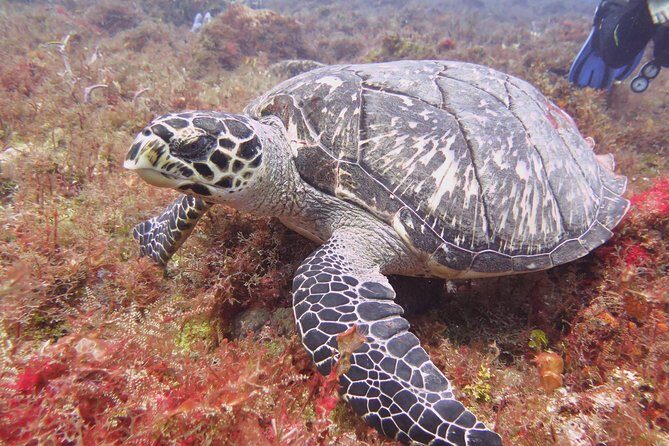 Diving in Cancun Underwater Museum of Art - Practical Considerations