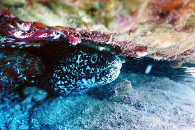 Diving in Cancun Underwater Museum of Art - FAQ