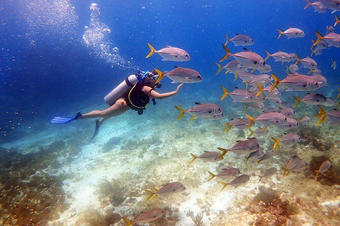 Diving in the Mexican Caribbean for Beginners | 2 Tanks 2 Dives | All Inclusive - What’s Included and What Costs Extra