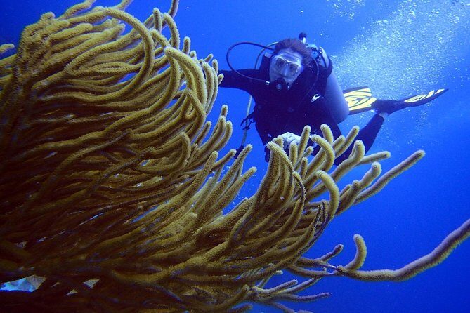 Diving in the Mexican Caribbean for Beginners | 2 Tanks 2 Dives | All Inclusive - Who Is This Tour Best For?