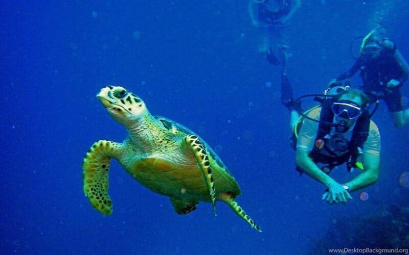 Diving Tour from Alanya & Side with Lunch - 2 Dives Included - Authentic Traveler Perspectives