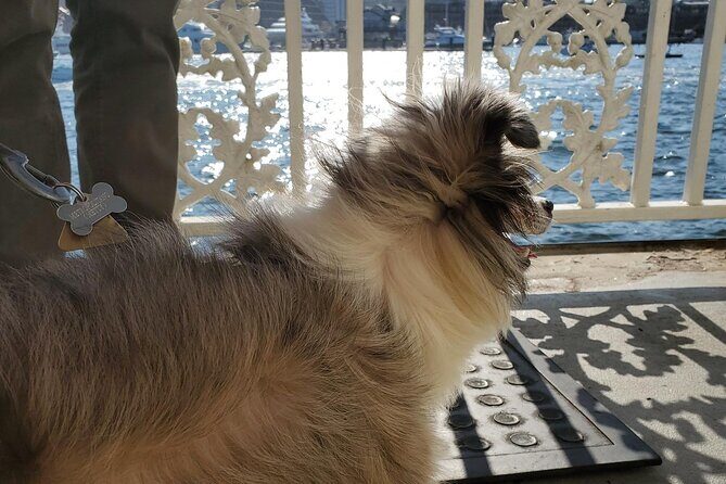 Dog Day of Summer Harbor Cruise in Boston - Who Will Love This Cruise?