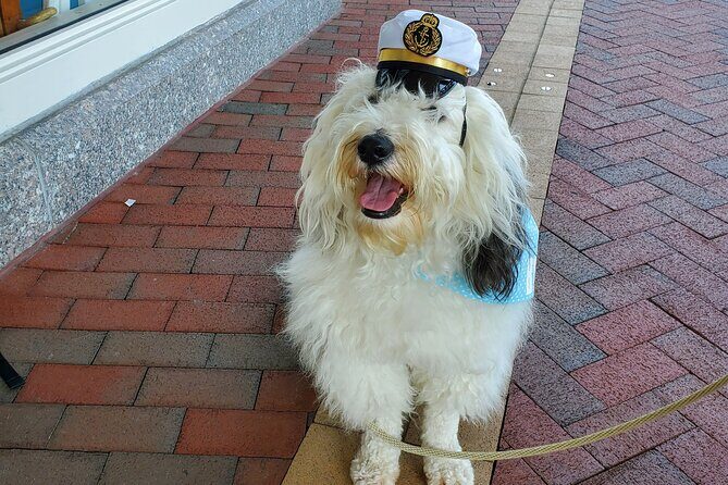 Dog Day of Summer Harbor Cruise in Boston - The Itinerary in Detail