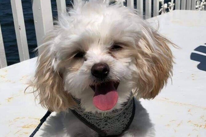 Dog Day of Summer Harbor Cruise in Boston - Value for Money