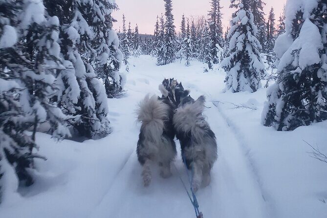 Dog Sled Adventure - The Sum Up