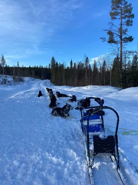 Dog sled tour with overnight stay in central Sweden/Härjedalen - Practicalities: What You Need to Know