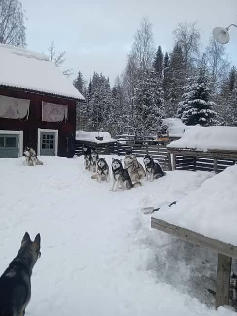 Dog sled tour with overnight stay in central Sweden/Härjedalen - The Real Value of This Tour
