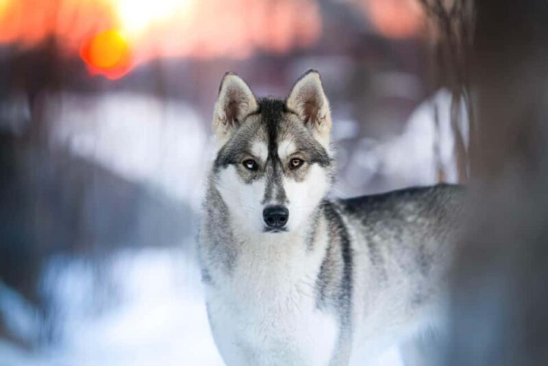 Dog sled tour with overnight stay in central Sweden/Härjedalen - Who Should Consider This Tour?