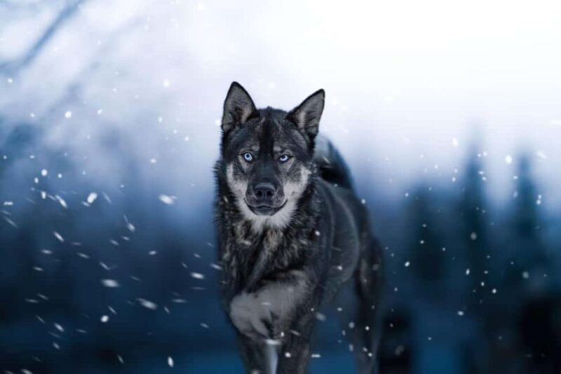 Dog sled tour with overnight stay in central Sweden/Härjedalen - Final Thoughts