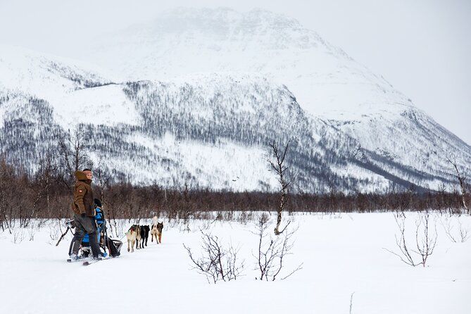 Dog Sledding: A Self-Drive Arctic Experience from Tromsø - A 5-hour Arctic outing with real driving time