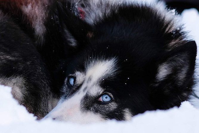 Dog Sledding: A Self-Drive Arctic Experience from Tromsø - The Warm Break: Lavvo tent, soup, and downtime with the dogs