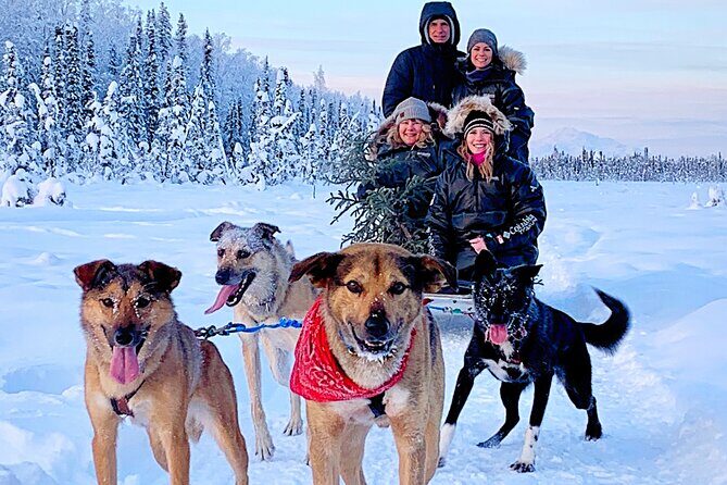 Dog Sledding Adventure in Willow, Alaska - Handling Weather and Seasonal Variations