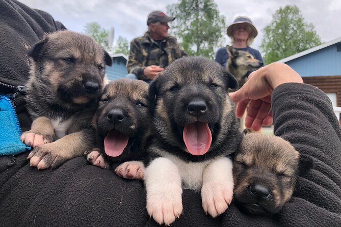 Dog Sledding Adventure in Willow, Alaska - Who This Tour Is Best For