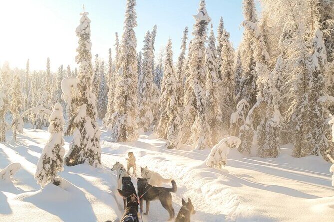 Dog Sledding and Animal Encounters Tour from Anchorage - Who Will Love This Tour?