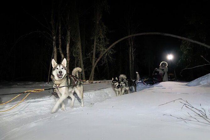 Dog Sledding and Northern Lights Combo Night - Key Points
