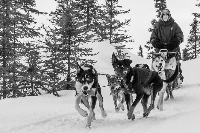 Dog Sledding - Subarctic Wilderness Tour - What to Expect on the Dog Sledding Experience
