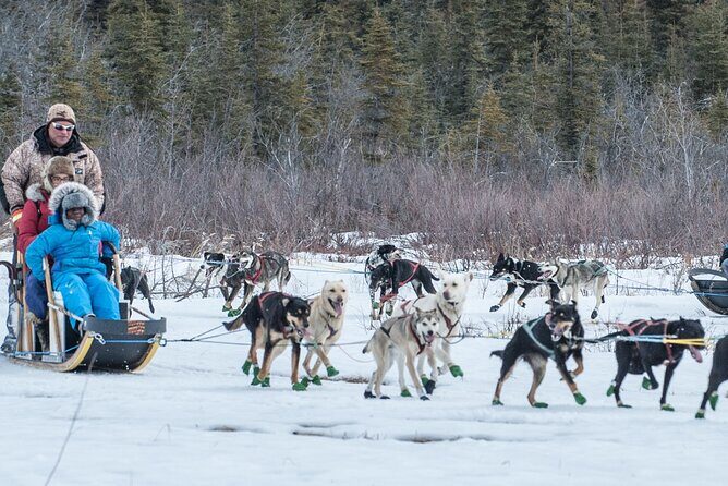 Dog Sledding - Subarctic Wilderness Tour - Practicalities and Value