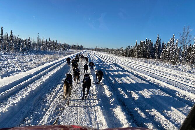 Dog Sledding with Alaskan Huskies - Key Points